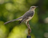 northern-mockingbird.jpg