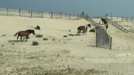 IMG_7806.jpeg