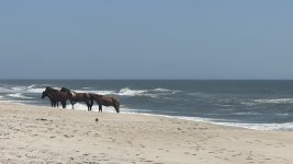 IMG_7891.jpeg