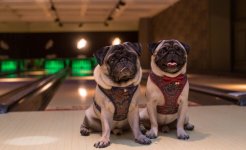 Dogfriendly-Bowling-6.jpg