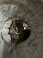IMG_4610.jpeg