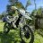 CRO Hard Enduro
